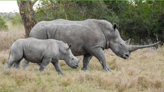 Sample Rhino Photo