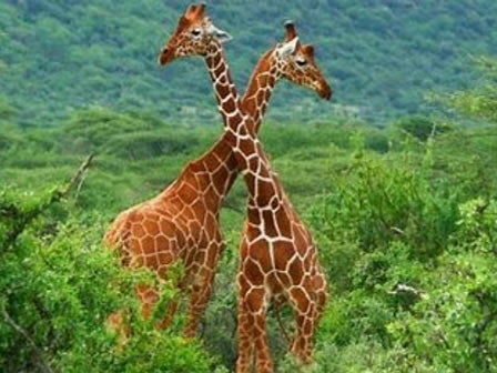 Expect Giraffe