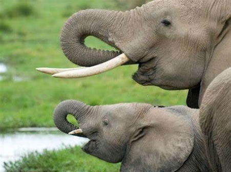 Expect Elephants